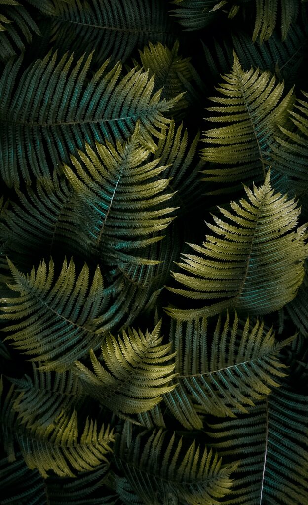 Close-up of lush green fern leaves with intricate patterns and vibrant botanical textures wallpaper