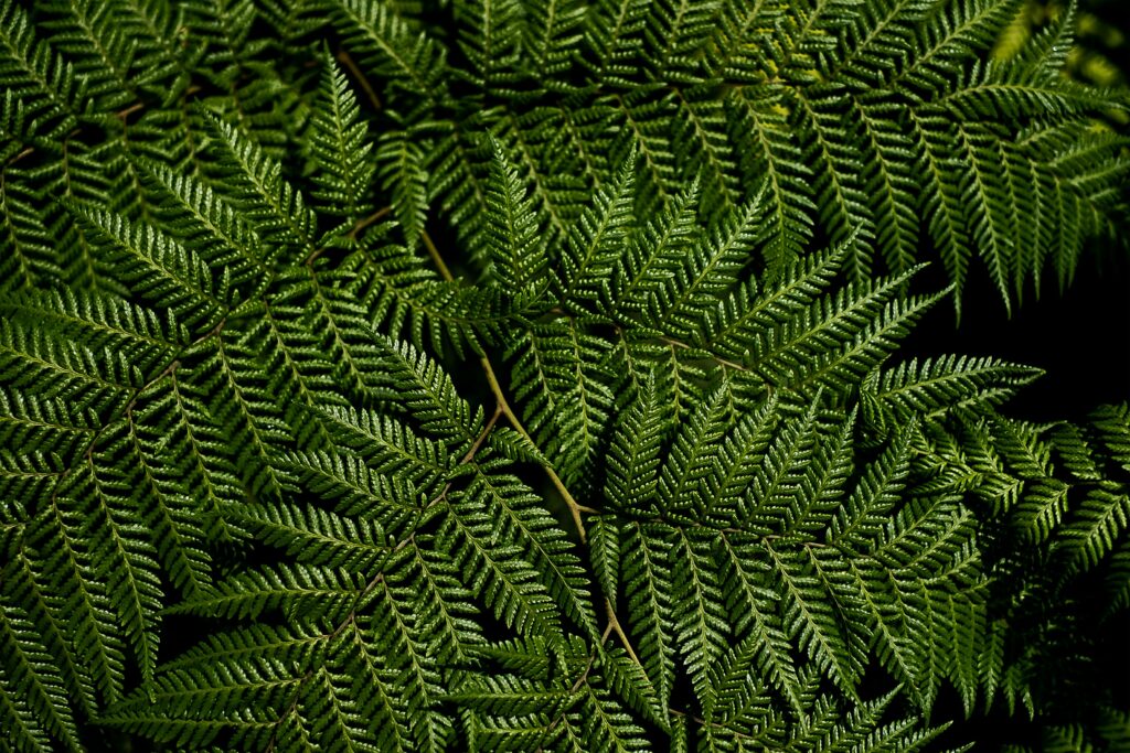 Macro close-up of lush green fern leaves with detailed natural textures and vibrant patterns Wallpaper