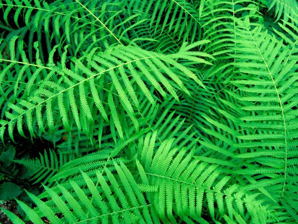 Lush green fern leaves wallpaper with intricate fronds creating a vibrant natural background