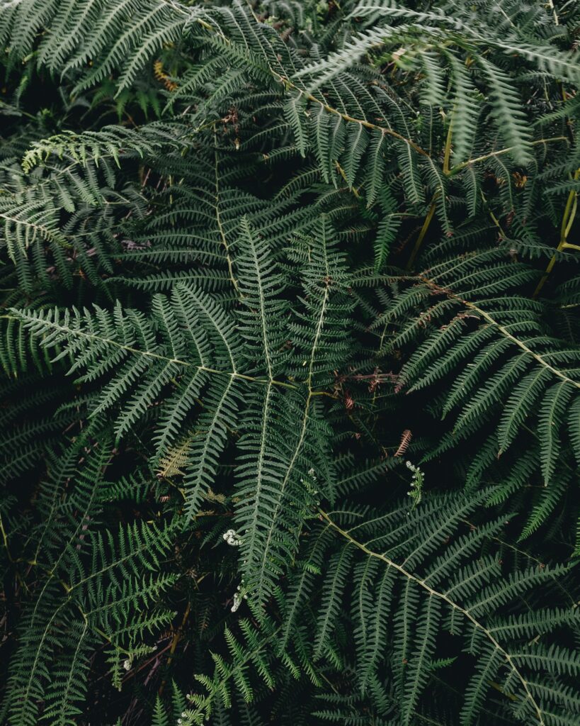 Dense green fern leaves wallpaper with intricate details for lush natural background design