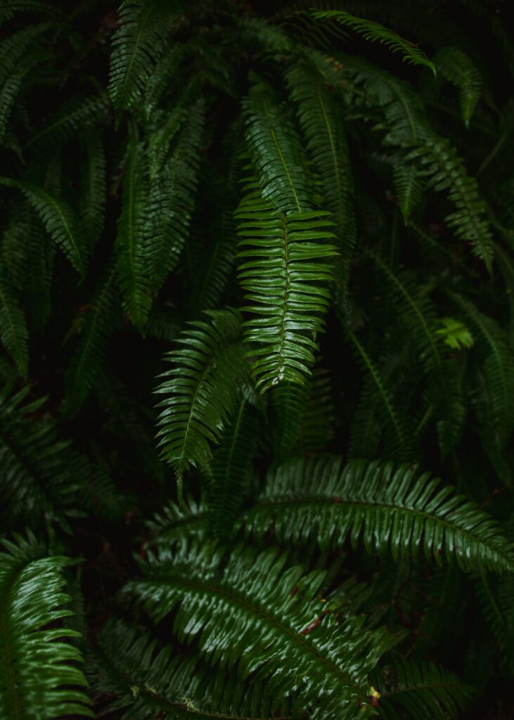 Lush green fern leaves wallpaper with glossy texture vibrant botanical background design
