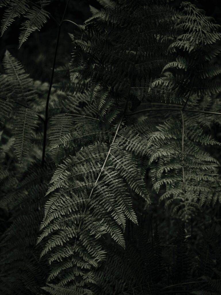 Serene Green Fern Leaves Wallpaper: Intricate Natural Patterns