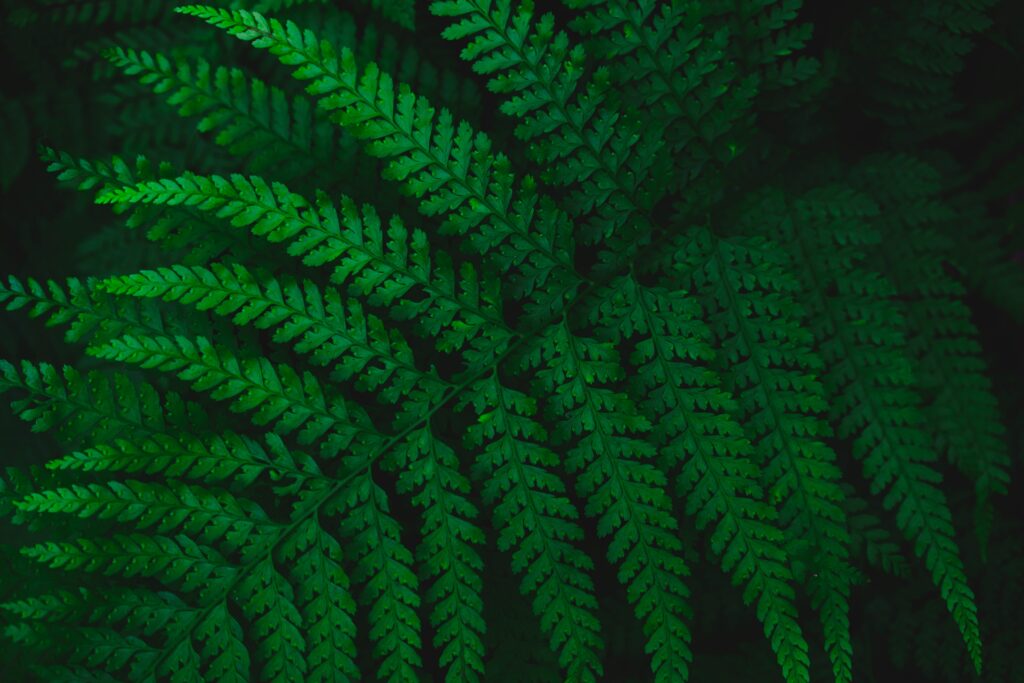 Vibrant Green Fern Wallpaper: Intricate Textures & Patterns