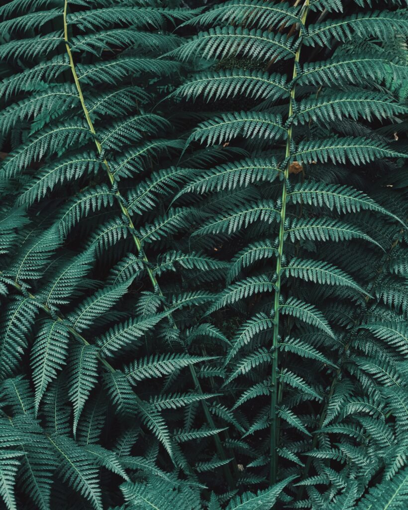 Intricately detailed green fern leaves wallpaper with carved texture and lush rainforest pattern