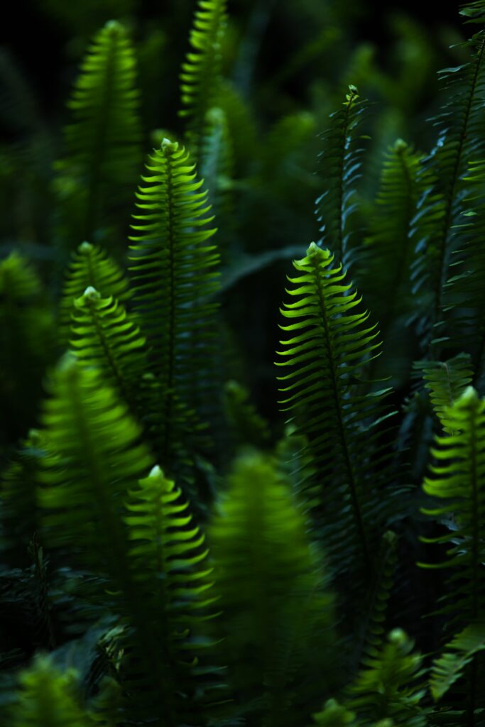 Vibrant green fern leaves and delicate branches illuminated by soft light in lush botanical wallpaper