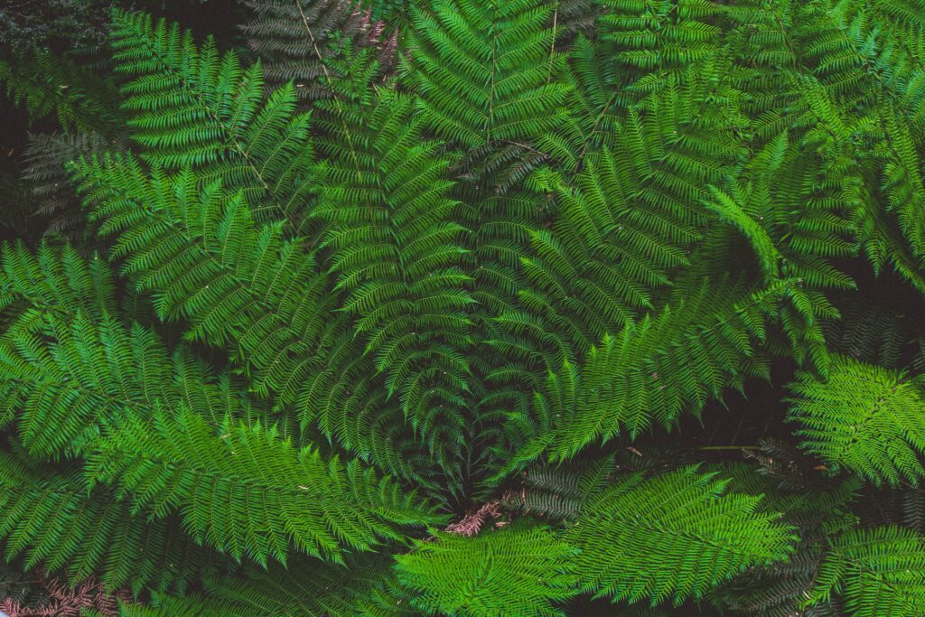 Lush green fern leaves arranged symmetrically with detailed textures on botanical wallpaper background
