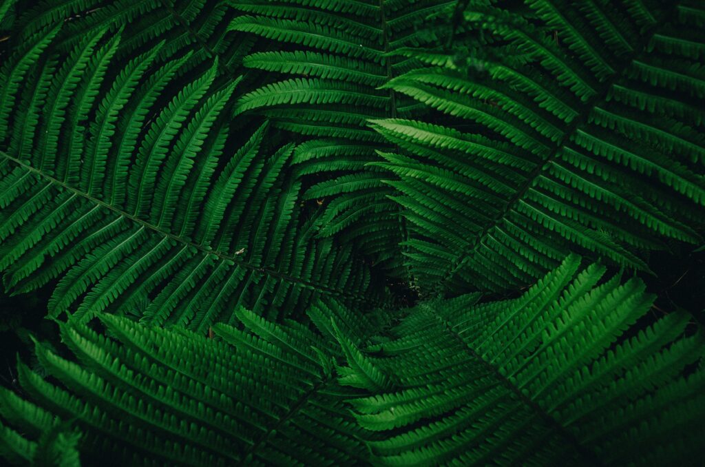 Lush green fern leaves wallpaper with vibrant natural pattern perfect for calming spaces