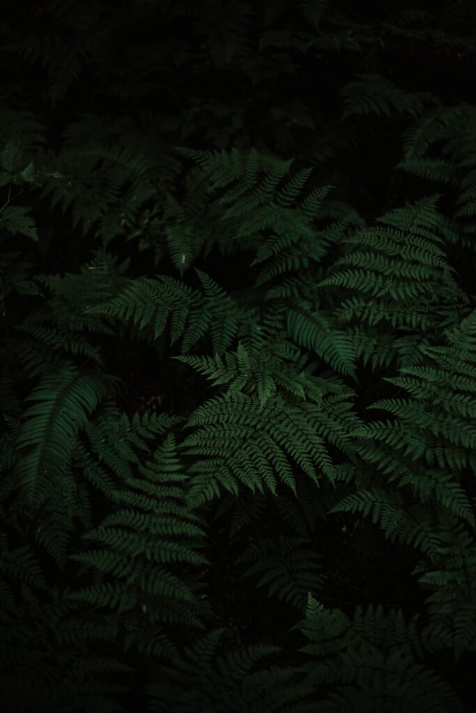 Lush green fern leaves with carved patterns in moody lighting botanical wallpaper background