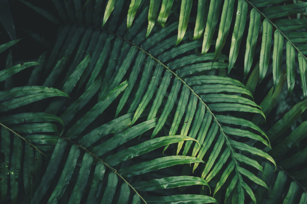 Lush green fern leaves wallpaper with intricate textures and deep shadows nature background