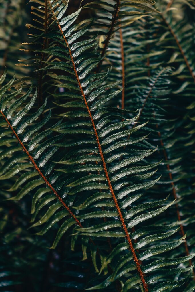 Lush Green Fern Leaves with Water Drops - Nature Wallpaper Background