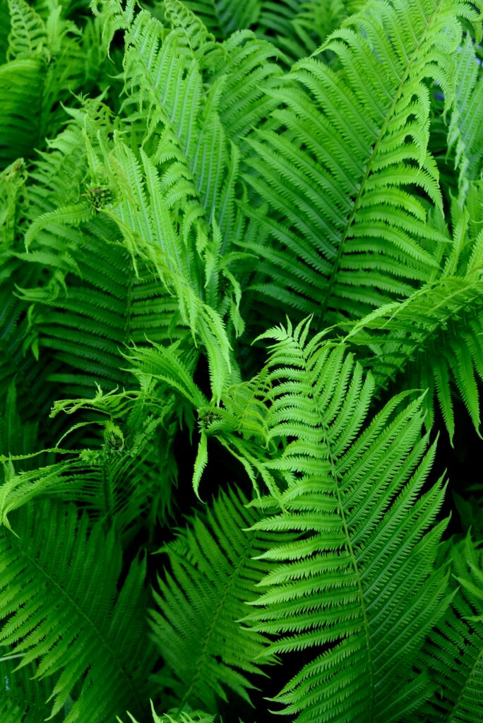Close-up macro of lush green fern leaves showing intricate patterns and natural textures background Wallpaper