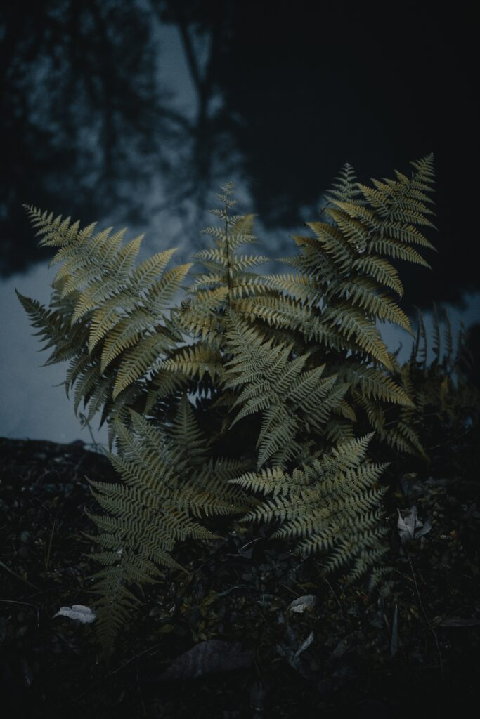 Lush green fern with delicate fronds against dark moody forest background wallpaper texture