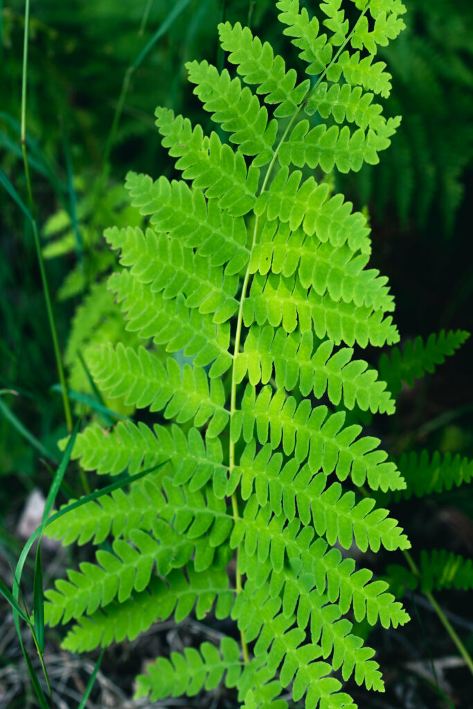 Lush Green Fern Wallpaper: Details of Delicate Leaves in Nature