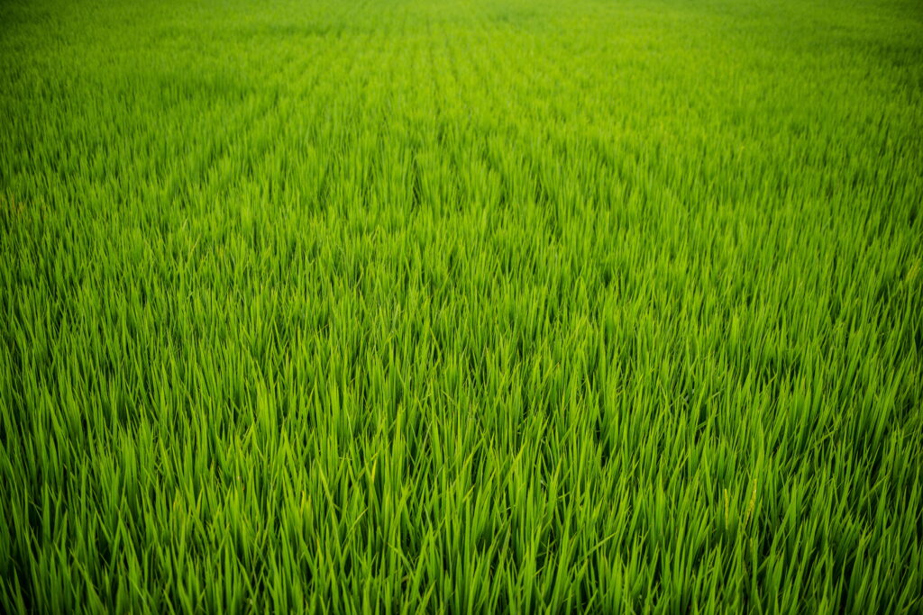 Emerald Meadows: A Vibrant HD Wallpaper Capturing the Serenity of a Lush Green Field in Close-up
