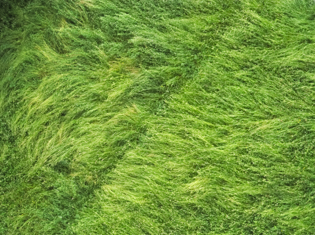 Aerial view of lush green field with tall grass swaying creating natural patterns and textures Wallpaper
