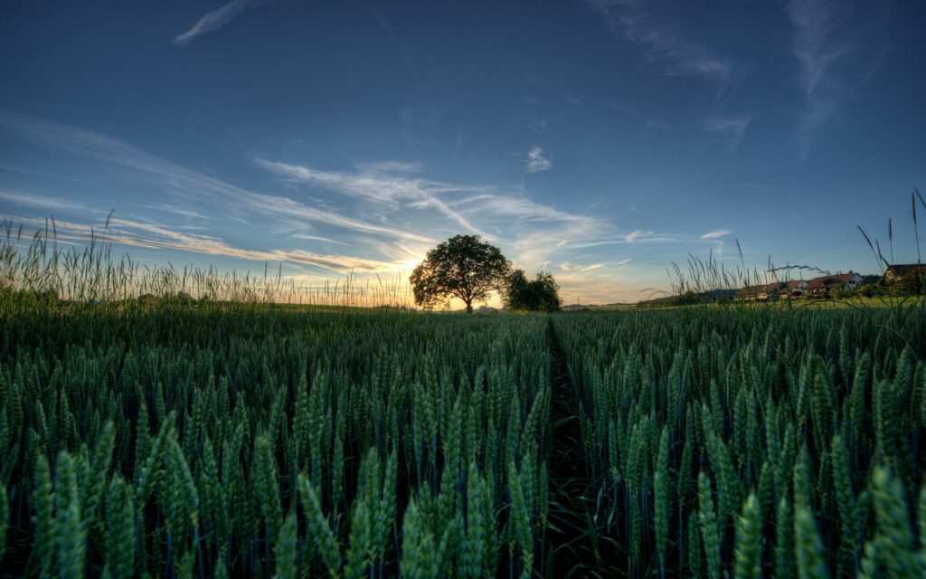 Lush green field with tall grain ears and a solitary tree under bright summer sky wallpaper