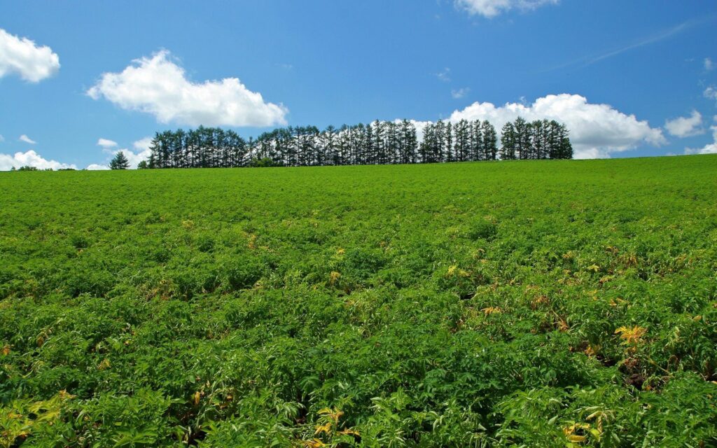 Lush green field under bright blue summer sky with tall trees on rural horizon landscape wallpaper