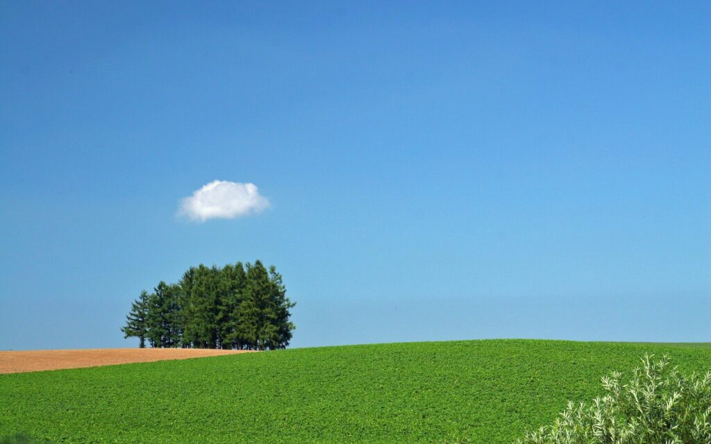Lush green field under clear blue sky with tall trees and a single fluffy cloud for calm nature wallpaper