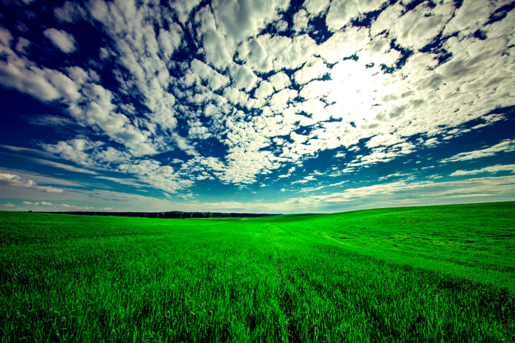 Lush green field under bright blue summer sky with scattered clouds nature wallpaper background