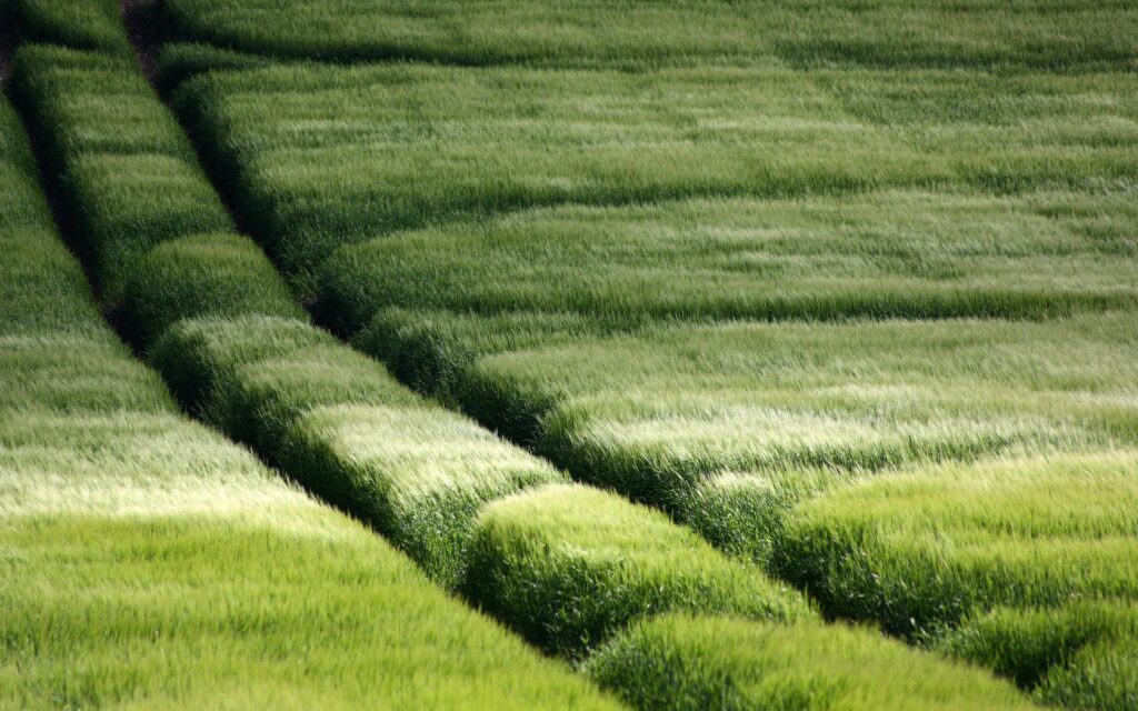 Lush green field with gentle grass lines on sloping landscape vibrant natural wallpaper background