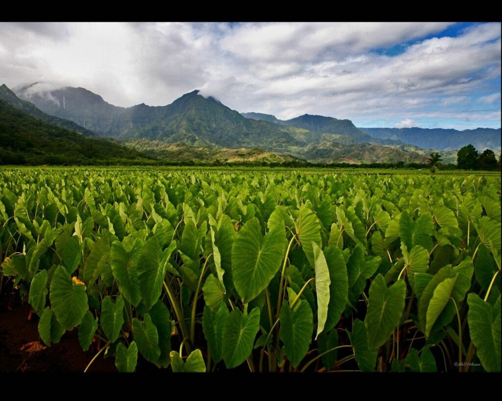 Lush green field of large leaves with distant mountains under dramatic sky peaceful landscape Wallpaper