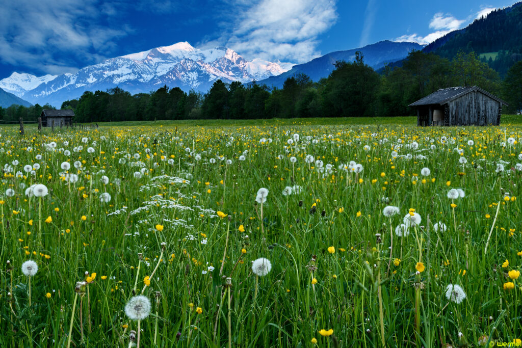 Vibrant wallpaper of green field with dandelions rustic huts and snow-capped mountains blue sky
