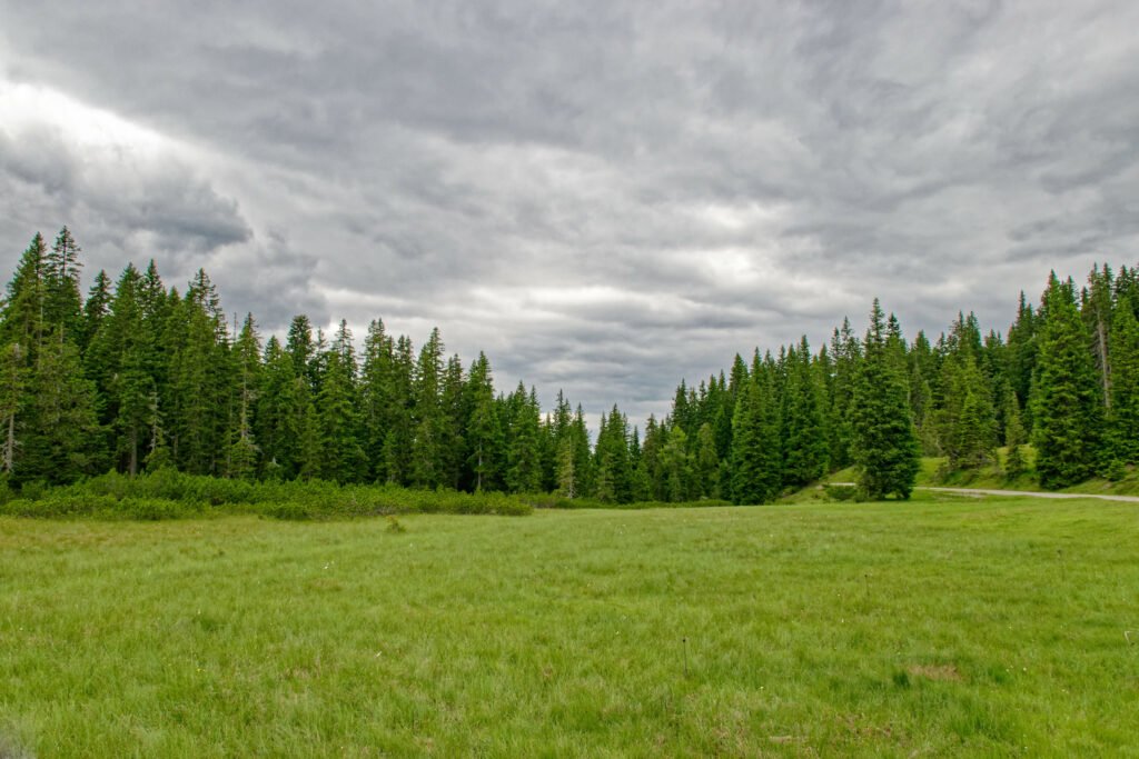 Lush green field with tall pine trees under dramatic cloudy sky vibrant nature wallpaper background
