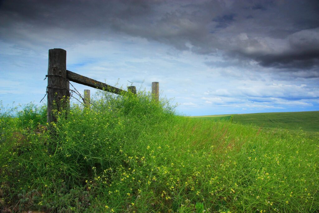 Lush green field with tall grass rustic wooden fence under dramatic cloudy sky wallpaper background