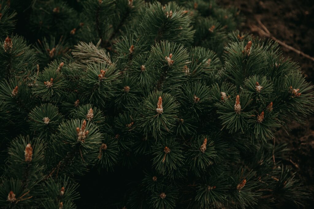 Close-up of lush green fir branches with sharp needles in a dense coniferous forest wallpaper background