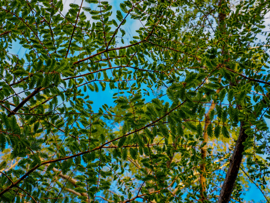 Upward view of lush green canopy with leaves and needles against clear blue sky background wallpaper