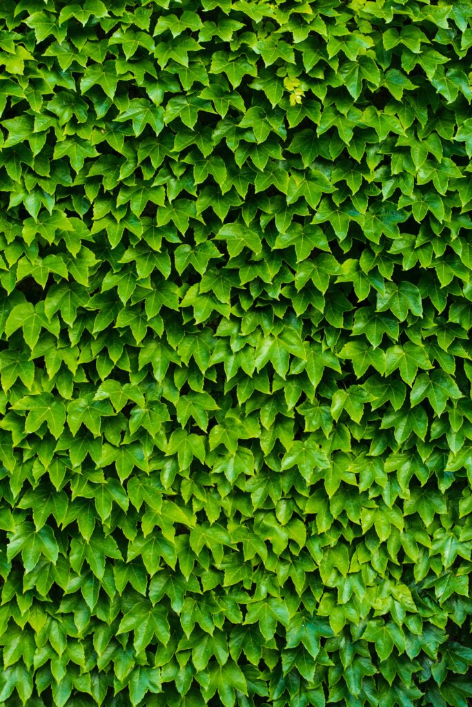 Vibrant green foliage wallpaper with layered carved leaves creating a fresh natural pattern