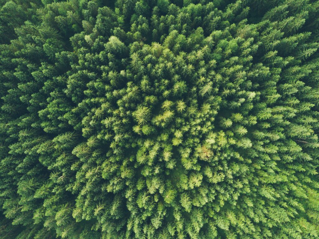 Aerial view of dense lush green forest treetops creating vibrant natural texture background Wallpaper