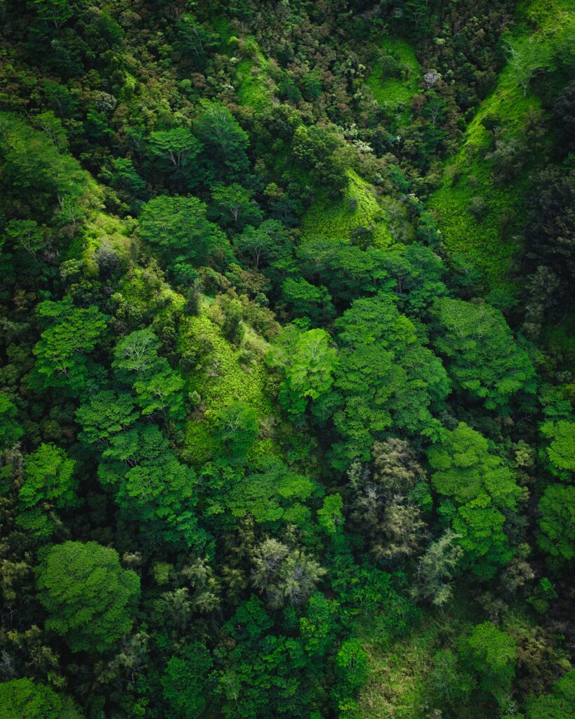 Aerial view of dense lush green forest with vibrant emerald and moss trees nature wallpaper background
