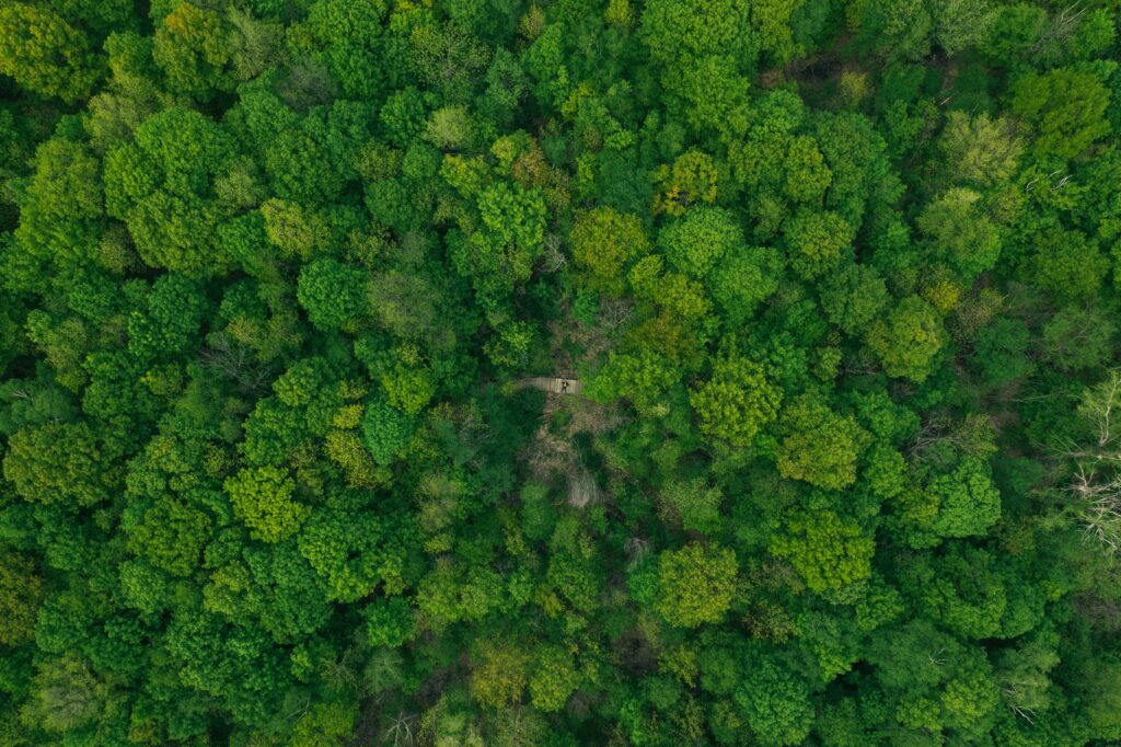 Aerial view of dense lush green forest treetops with vibrant foliage patterns wallpaper background