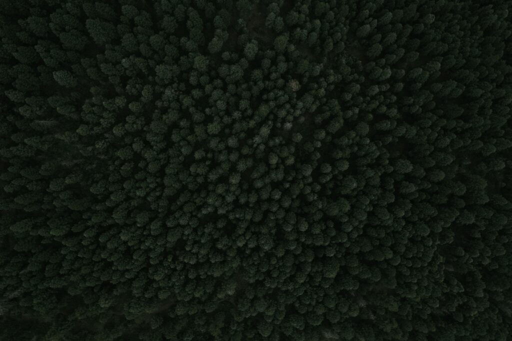 Top view dense green forest with textured tree canopy creating a calming natural wallpaper background