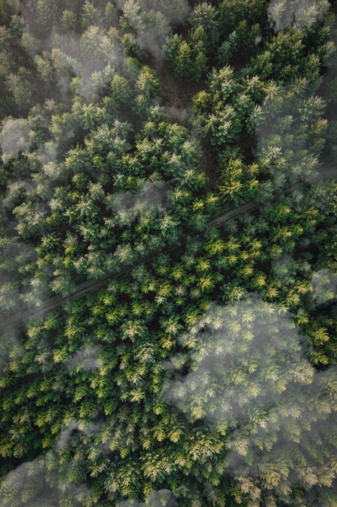 Aerial view of dense lush green forest with clouds and a winding trail scenic nature wallpaper
