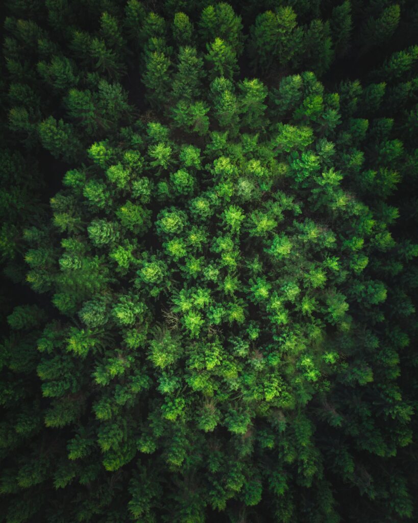 Aerial view of dense green forest canopy with vibrant trees creating a calming nature scene Wallpaper