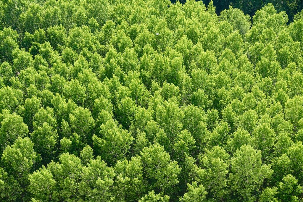 Aerial view of vibrant green forest canopy showing dense foliage patterns and natural textures Wallpaper