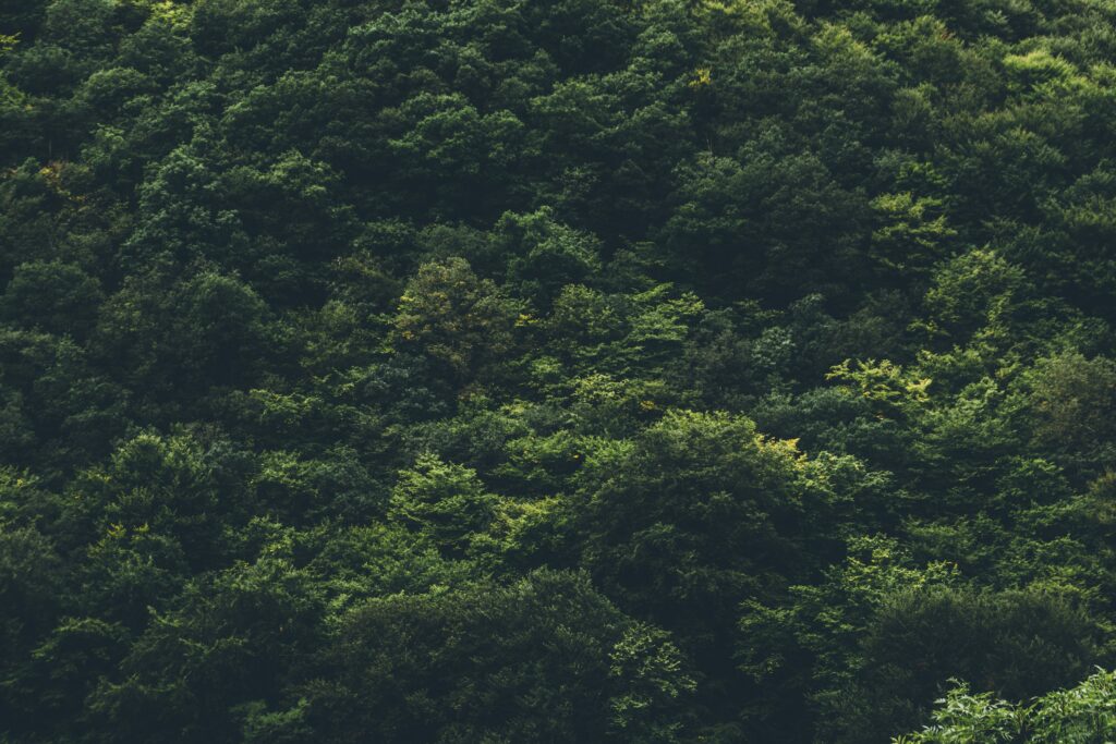 Top view of dense green forest canopy with lush textured treetops natural wallpaper background