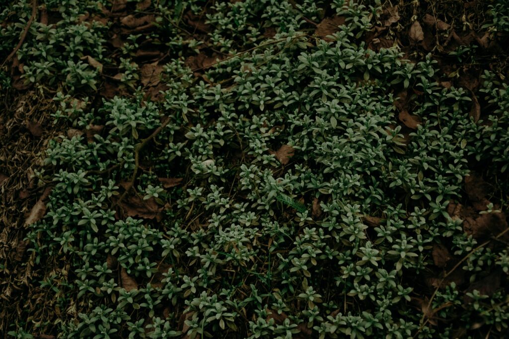 Dense green foliage and small leafy plants on earthy forest floor in realistic nature wallpaper background
