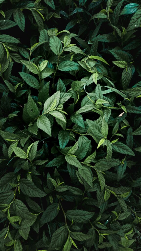 Lush green leaves and branches creating a dense natural forest texture wallpaper background