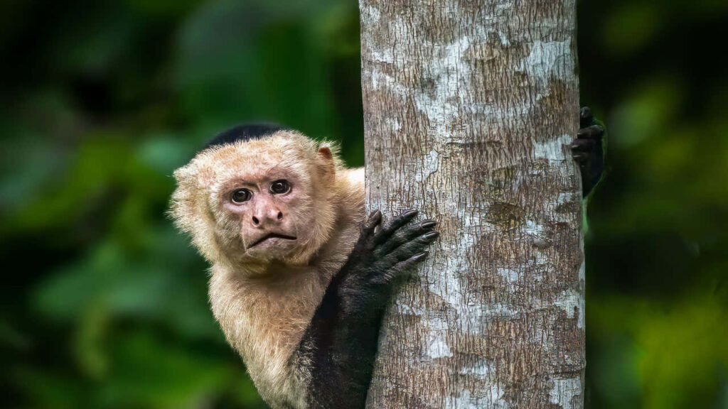 Capuchin Monkey in Lush Forest: Stunning Nature Wallpaper Background