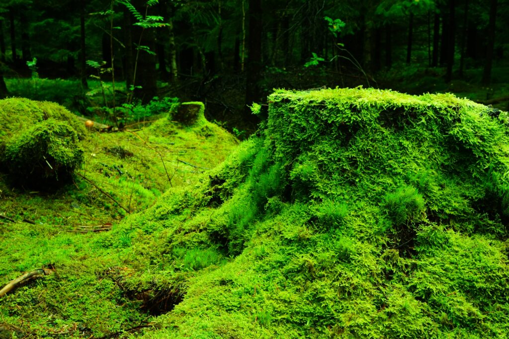Lush green forest wallpaper with moss-covered tree stump and dense grass foliage background