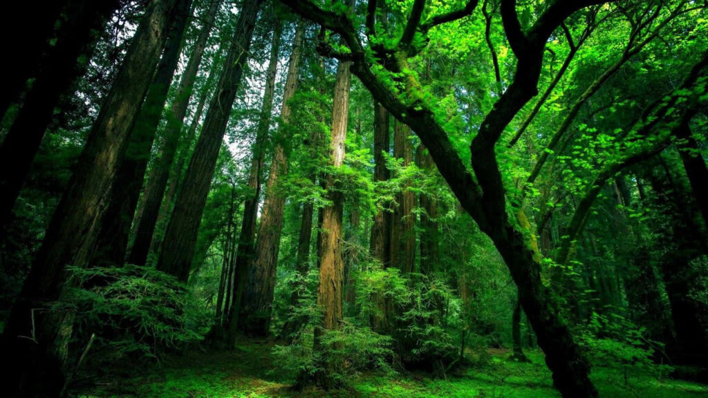 Lush Forest Wallpaper: Tranquil Green Nature Background