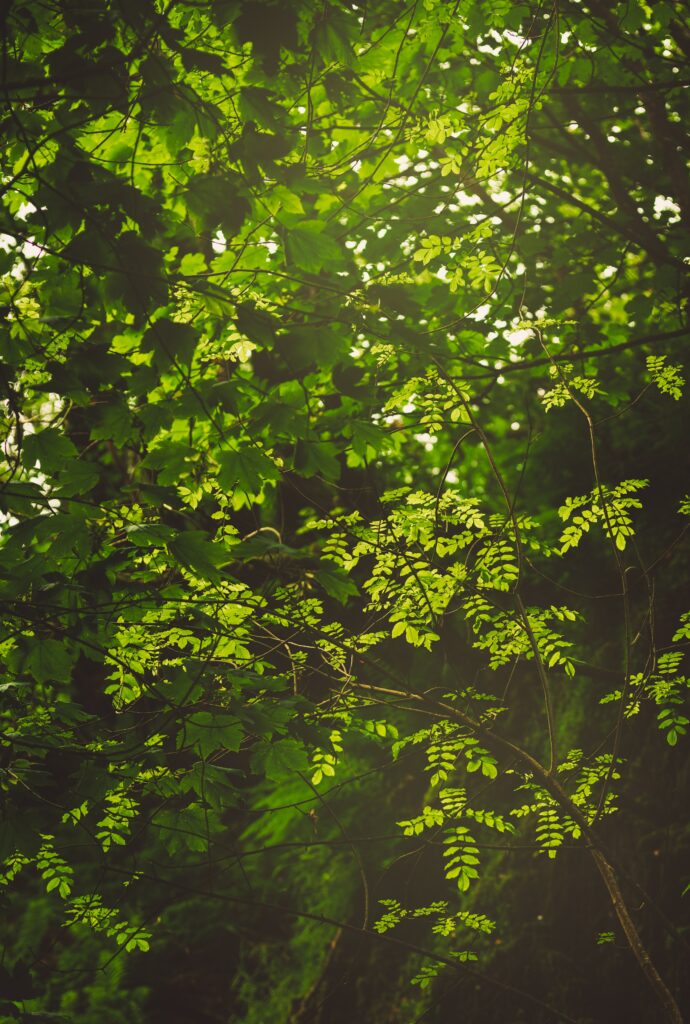Lush green forest wallpaper with sunlit branches bushes and leaves creating peaceful nature scene