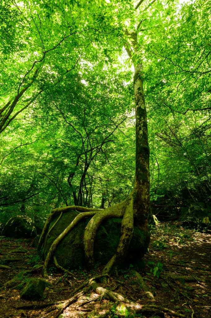 Lush green forest wallpaper with sunlight streaming through trees and a tree rooted on a stone