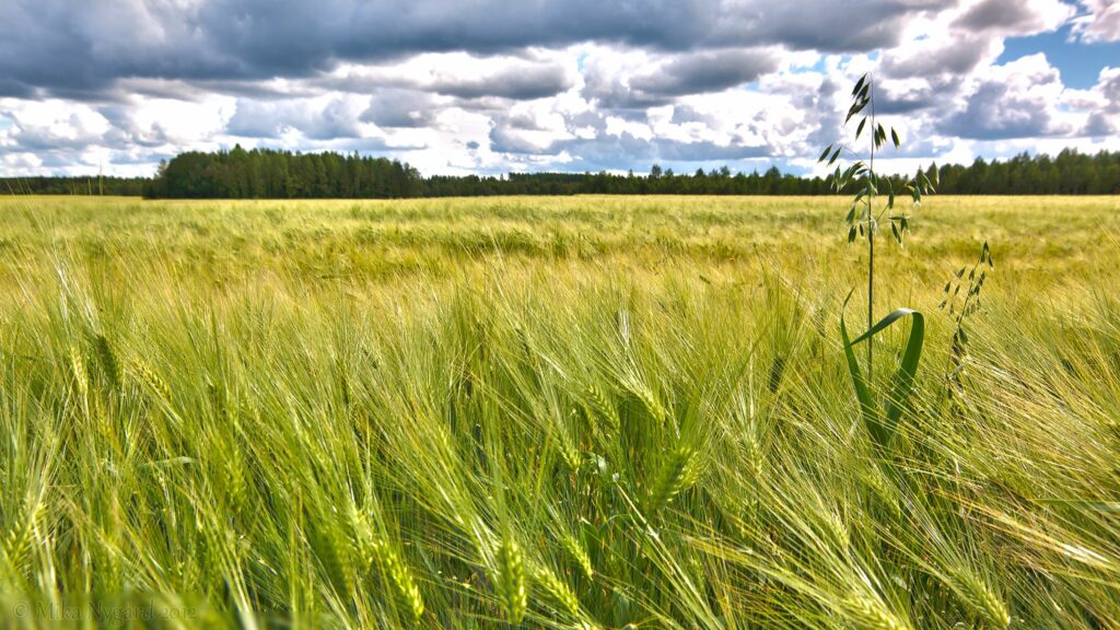 Lush green grain field under dramatic cloudy sky vibrant natural landscape wallpaper background