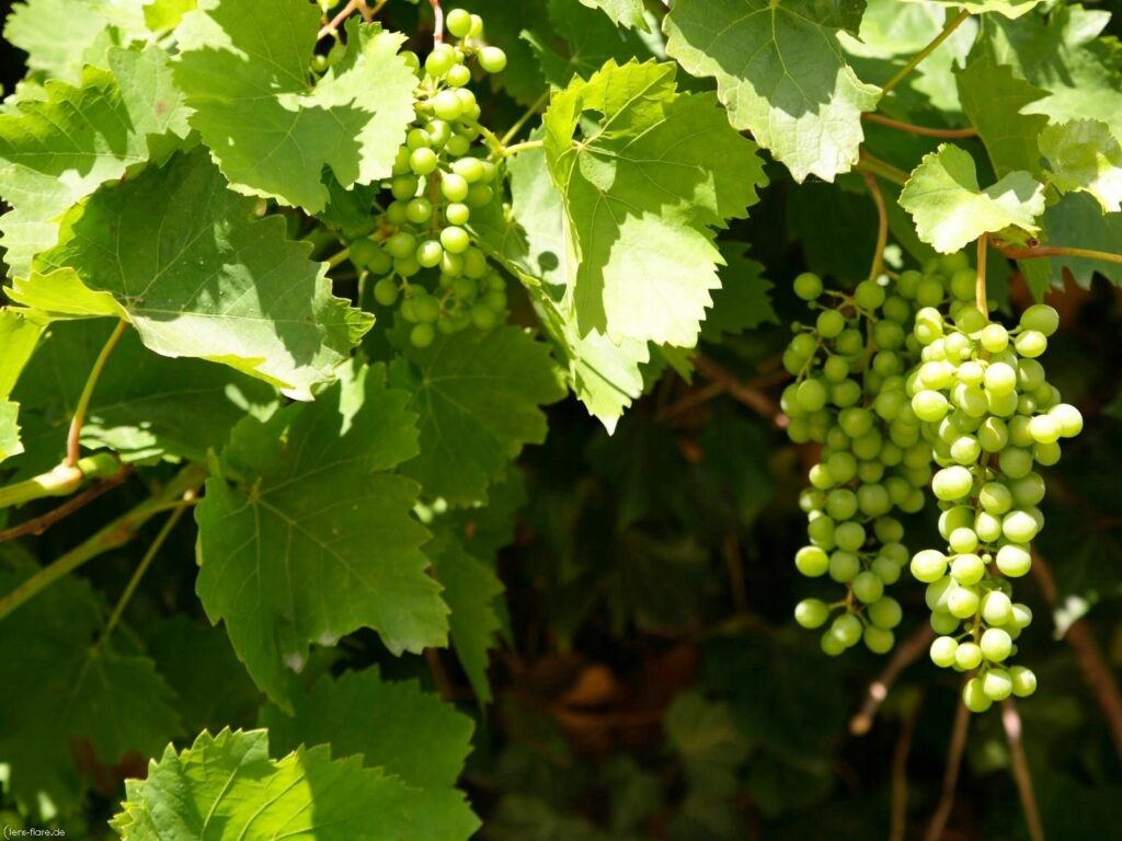 Vibrant wallpaper of green grape clusters with lush leaves in bright summer vineyard light background
