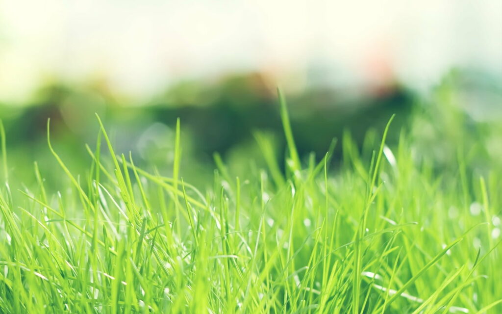 Vibrant Verdure: Captivating HD Wallpaper of a Lush Green Grass Nature Background