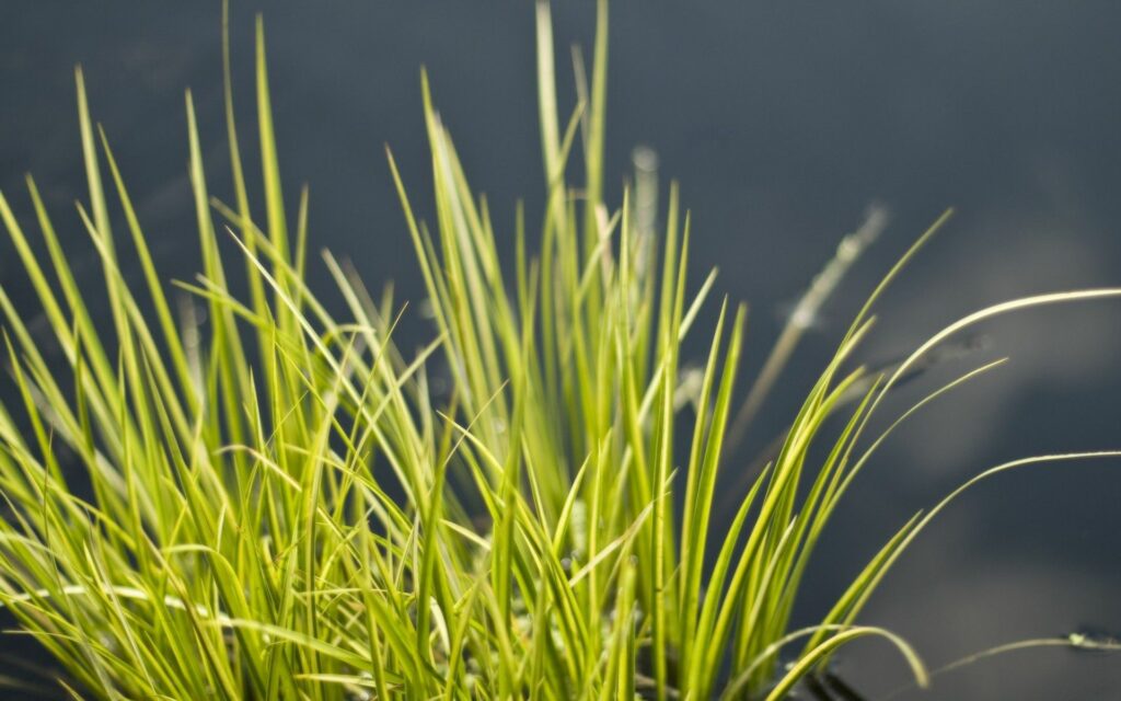 Close-up of vibrant green grass blades lush bunch with soft blurred natural background wallpaper